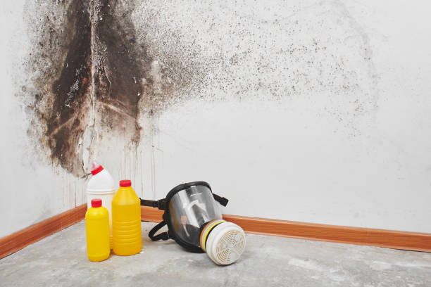 Best Mold Removal Process  in Dewey Humboldt, AZ