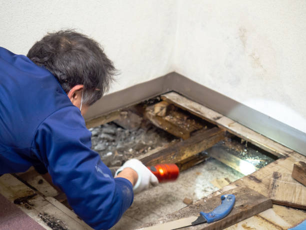 Best Attic Mold Removal  in Dewey Humboldt, AZ