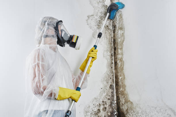 Best Toxic Mold Removal  in Dewey Humboldt, AZ