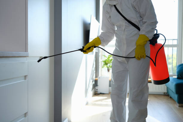 Mold Removal Process in Dewey Humboldt, AZ