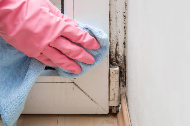 Best Commercial Mold Removal  in Dewey Humboldt, AZ